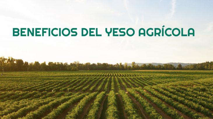 Beneficios del Yeso Agrícola